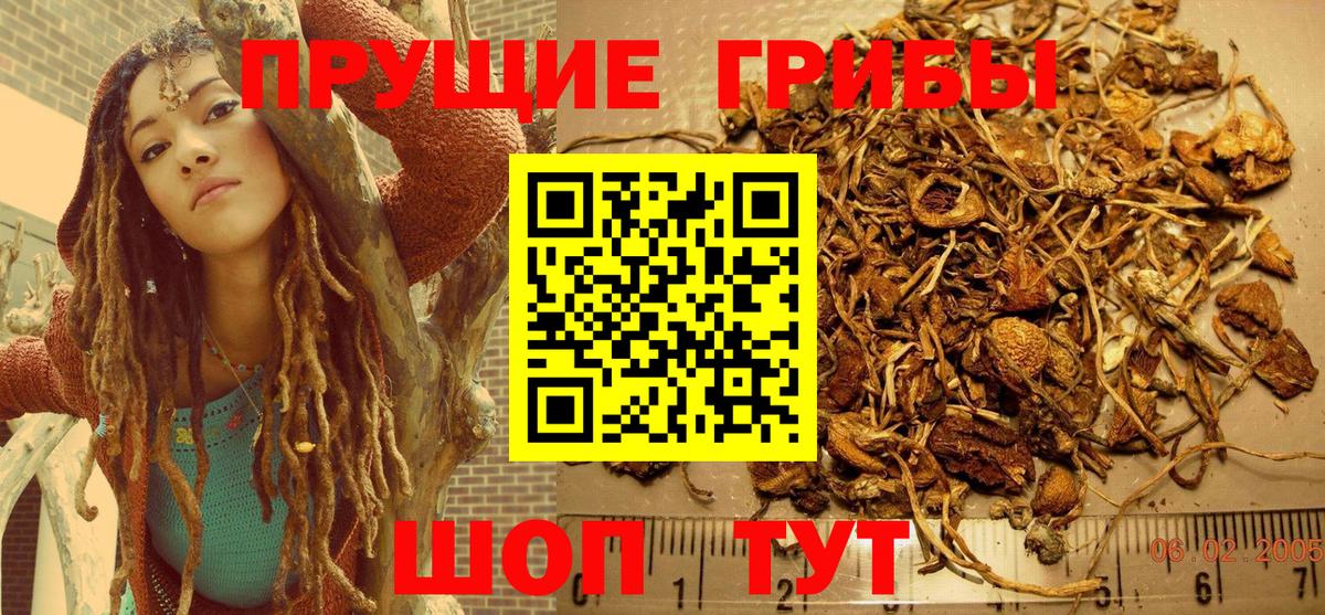 Галлюциногенные грибы Psilocybe Назарово
